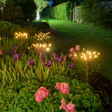Lampes Fenouil Sauvage (pack de 6)"
